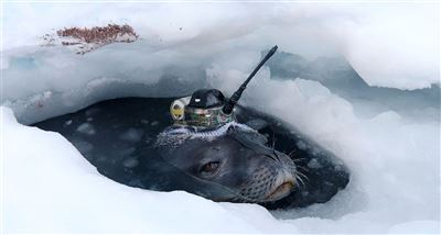 【全球大搜奇】海豹出任務 探索南極海冰