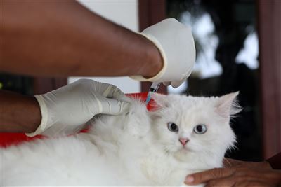 【全球大搜奇】貓咪打疫苗 鏟屎官不過敏