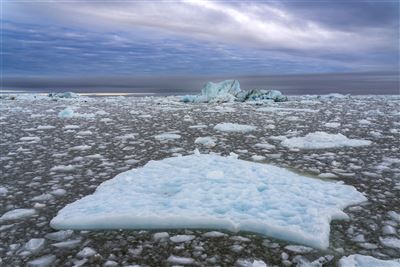 【全球大搜奇】海冰融化覓食難 北極熊「瘦」了