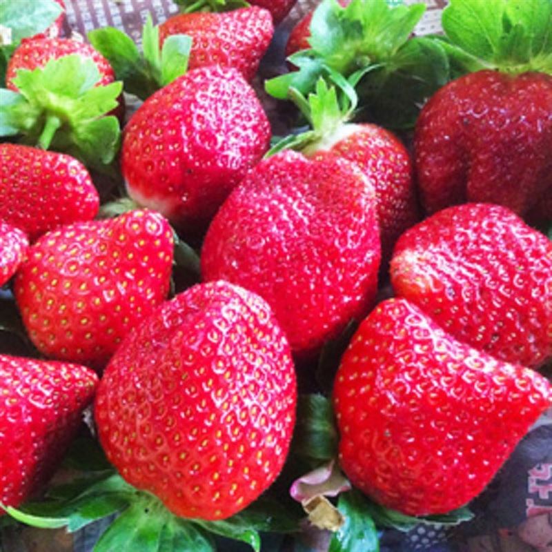 草莓季來囉！大湖採果泡湯「趣」9