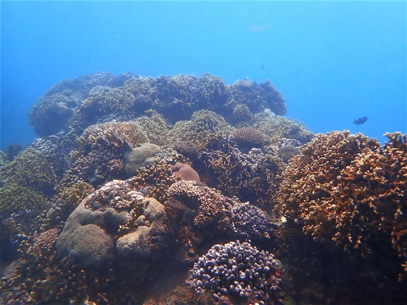 海保署公布去年臺灣珊瑚監測調查成果 籲請民眾共同維護3