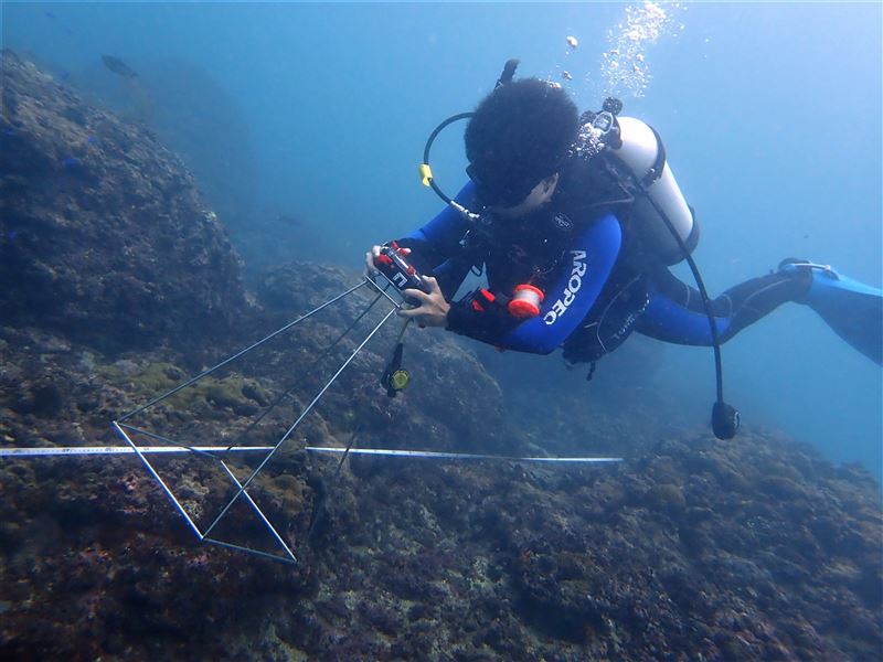 海保署公布去年臺灣珊瑚監測調查成果 籲請民眾共同維護4