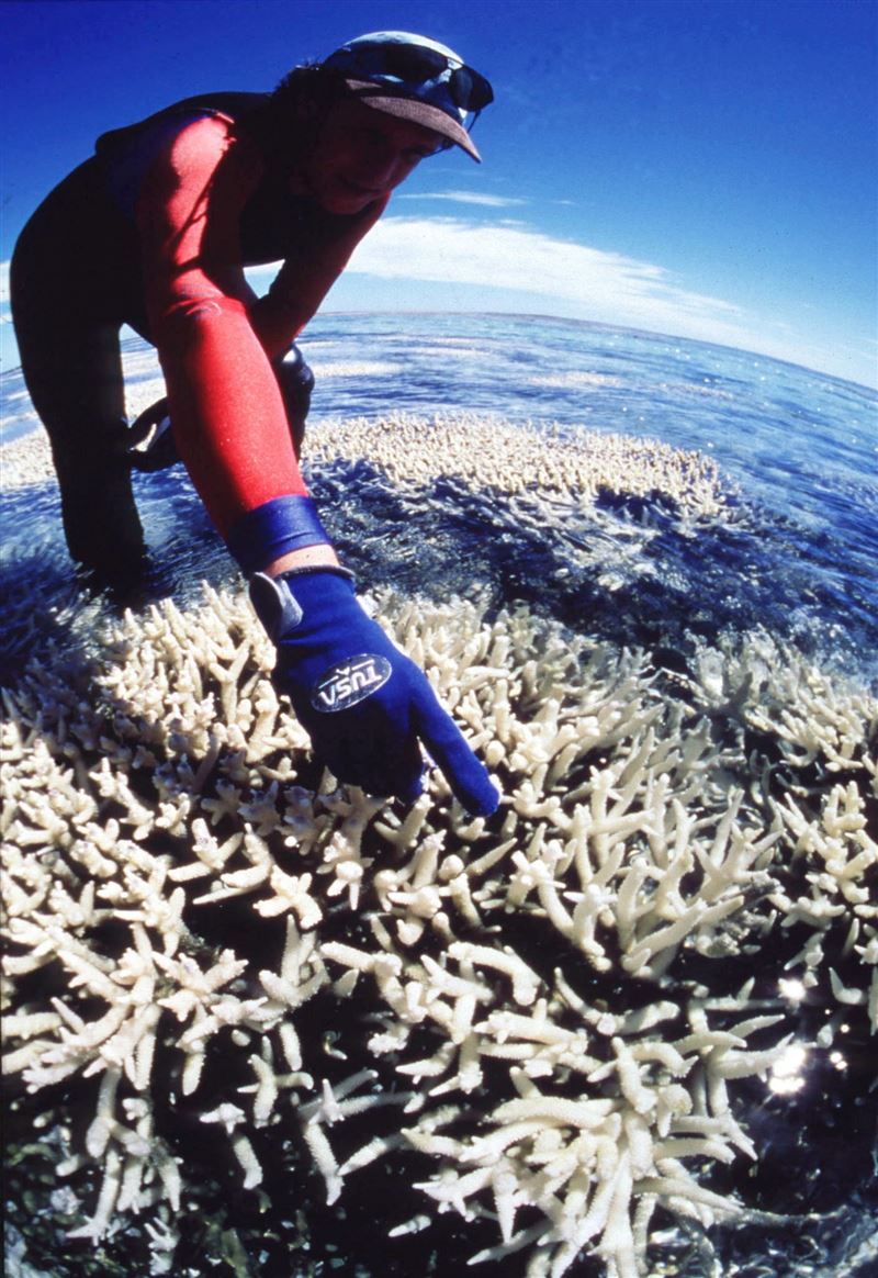 【全球大搜奇】大堡礁珊瑚大規模白化3