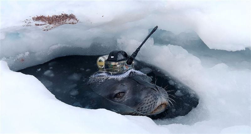 【全球大搜奇】海豹出任務 探索南極海冰1