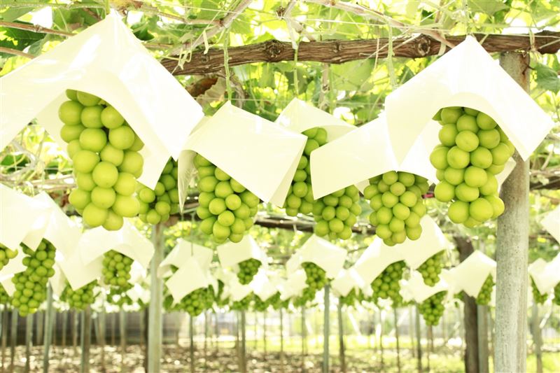 2022日本秋季水果展  十種當季日本水果珍品空運來臺3