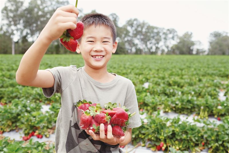 大湖草莓季 相揪採果樂1
