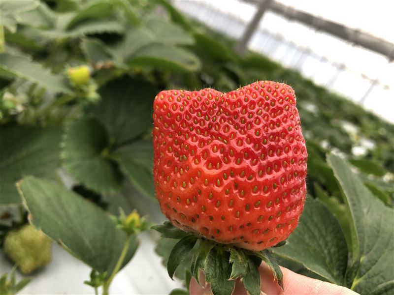 內湖草莓季 攜手採果趣2