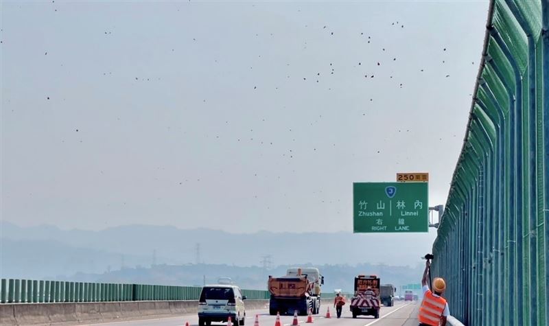 國道讓蝶道啟動 逾36萬紫斑蝶遷徙飛越1