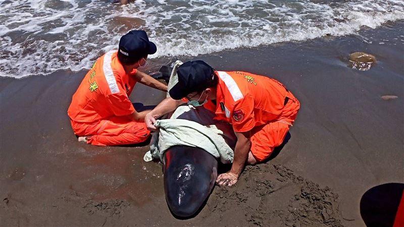 海保救援網聯繫會報 完備海洋動物救傷機制3
