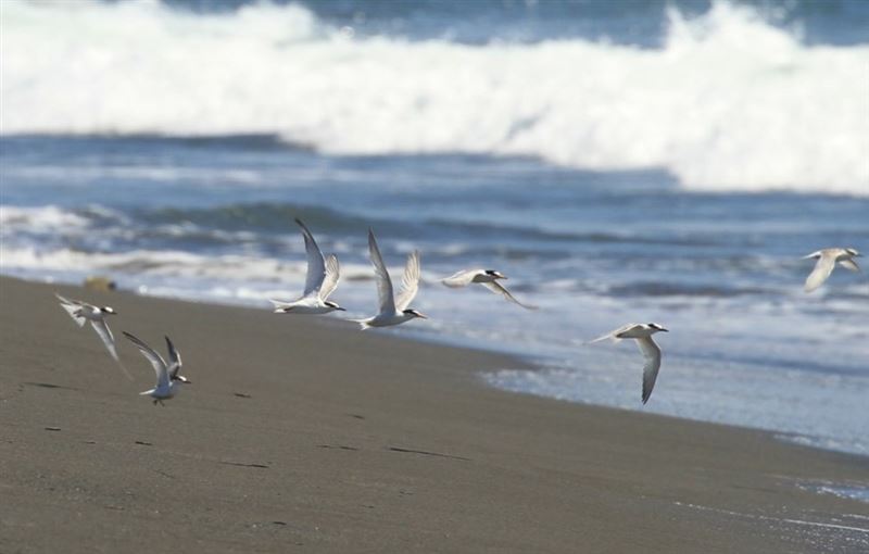 共同守護燕鷗繁殖季 海保署呼籲「四不一要」2