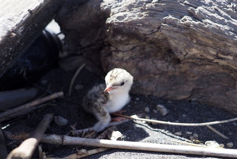 共同守護燕鷗繁殖季 海保署呼籲「四不一要」1